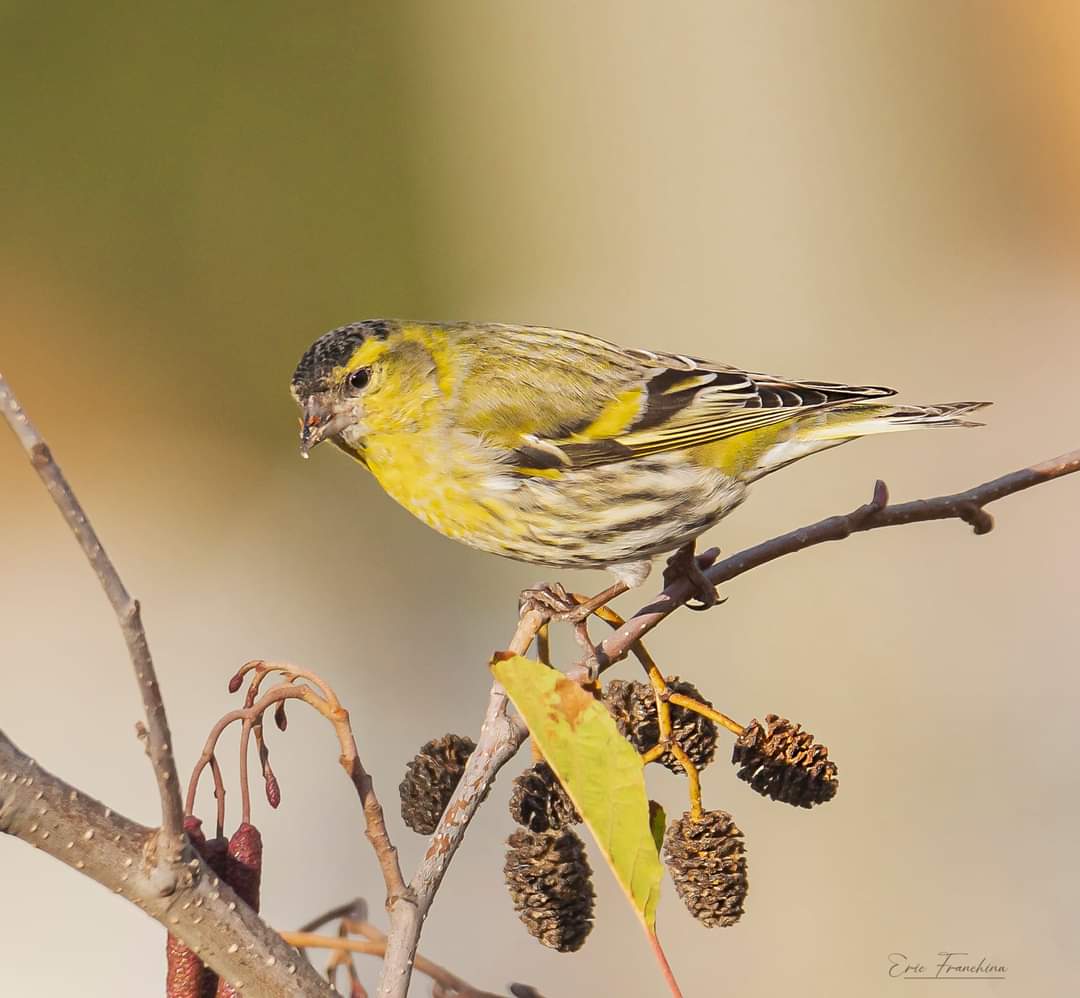 les oiseaux hivernants des Weppes